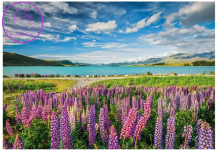 CLEMENTONI Puzzle Vlčí máky u jezera Tekapo 1500 dílků