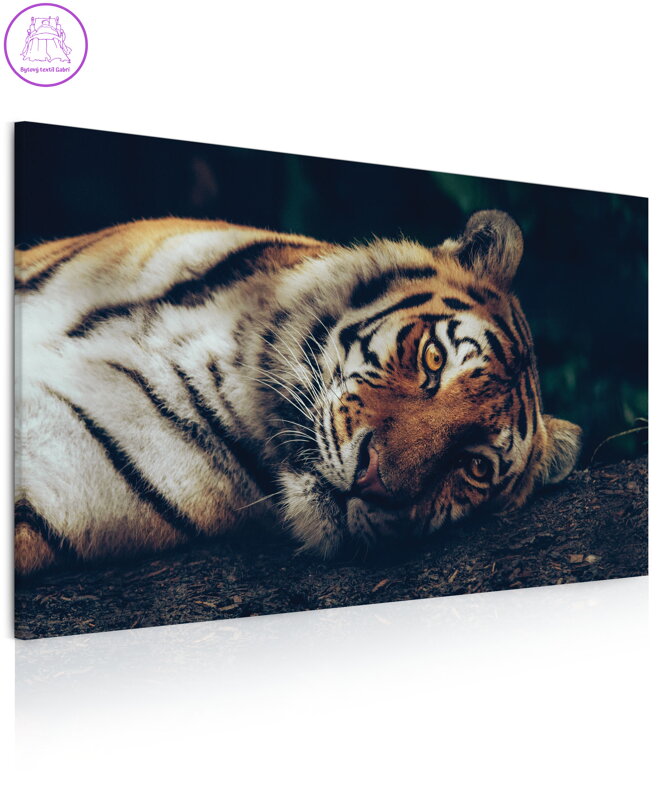 Obraz Tygr v džungli