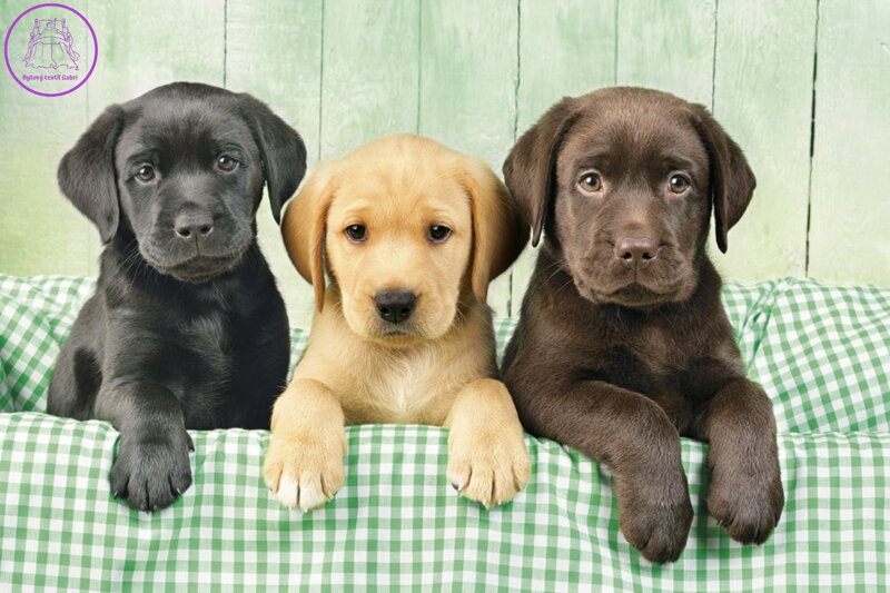 CLEMENTONI Puzzle Tři labradoři 1000 dílků