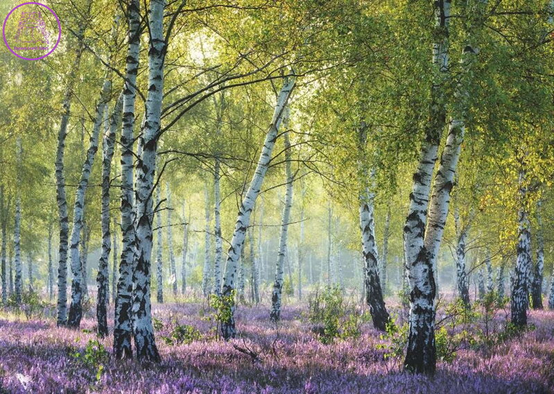 RAVENSBURGER Puzzle Březový les Birkenwald, Francie 1000 dílků RAVENSBURGER Puzzle Březový les Birkenwald, Francie 1000 dílků