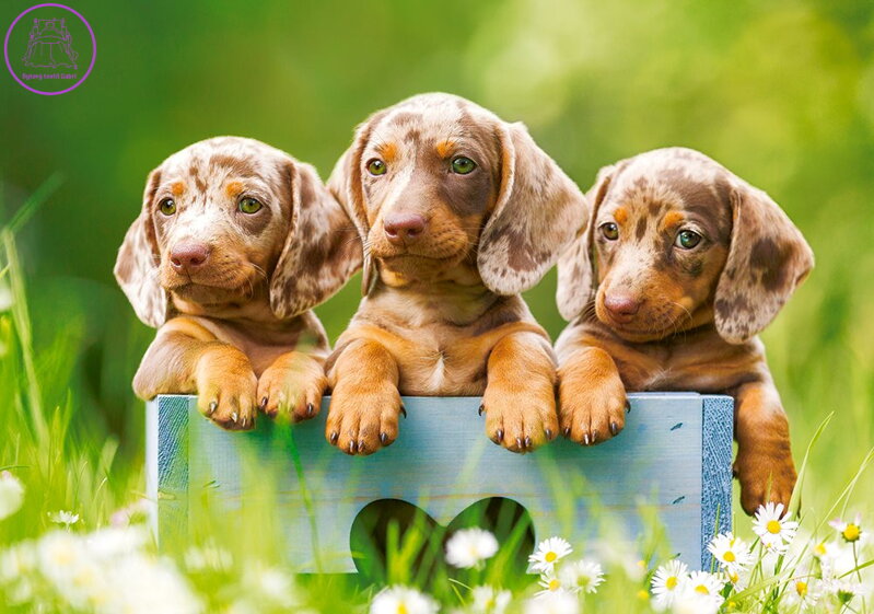 CASTORLAND Puzzle Roztomilí jezevčíci 500 dílků CASTORLAND Puzzle Roztomilí jezevčíci 500 dílků