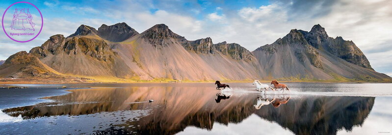 HEYE Panoramatické puzzle Koně Islandu 1000 dílků HEYE Panoramatické puzzle Koně Islandu 1000 dílků