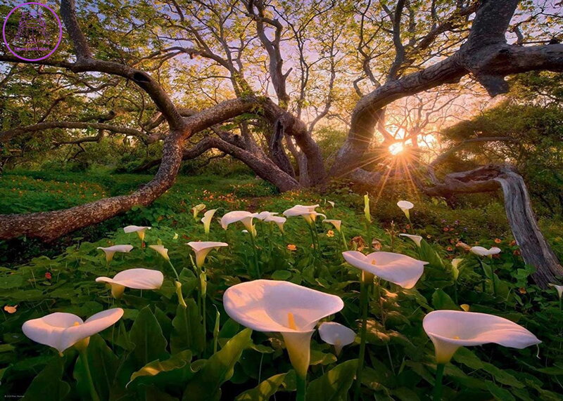 HEYE Puzzle Magic Forests: Kornoutice africká 1000 dílků HEYE Puzzle Magic Forests: Kornoutice africká 1000 dílků
