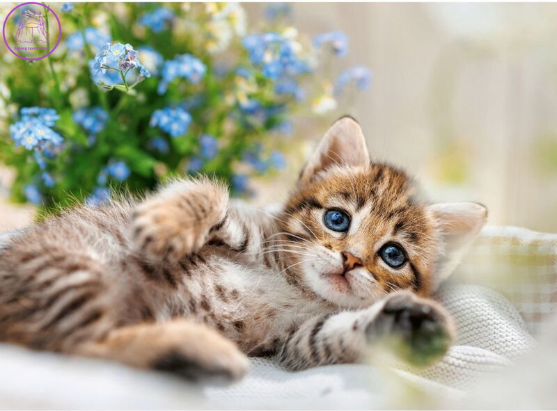 RAVENSBURGER Puzzle Mazlivé koťátko 500 dílků