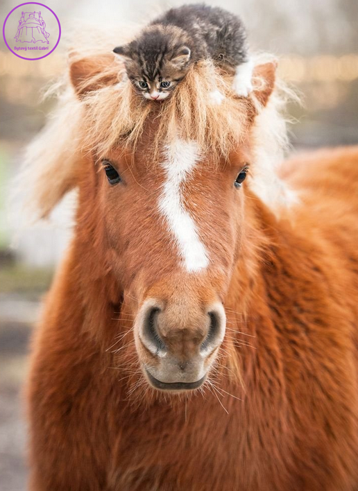RAVENSBURGER Puzzle Poník a koťátko 500 dílků
