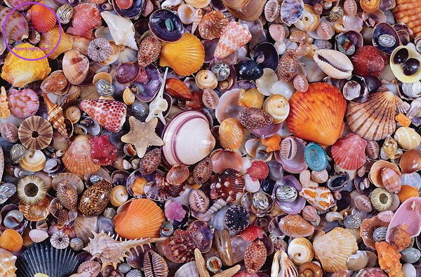 PIATNIK Puzzle Mušle 1000 dílků PIATNIK Puzzle Mušle 1000 dílků